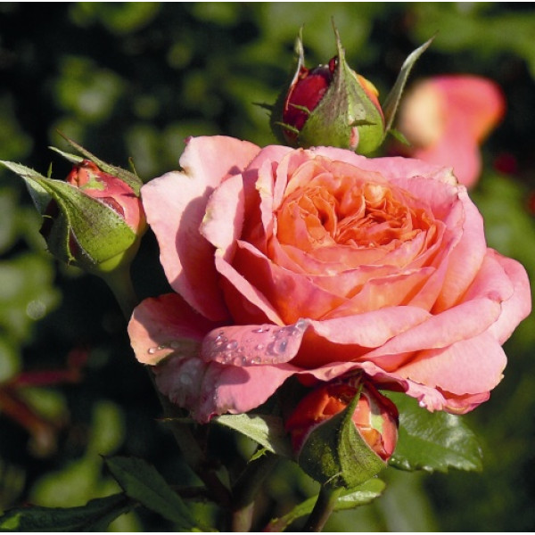 MARY ANN® MARY ANN®